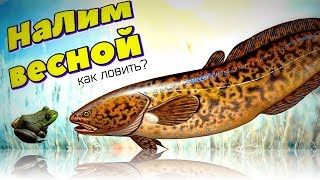 Налим в конце апреля