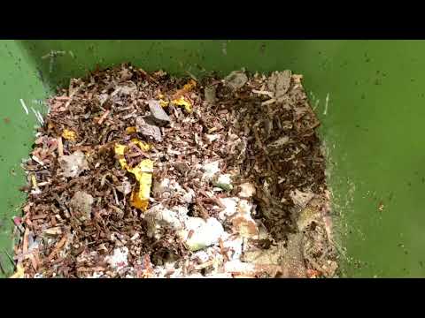 So many worms, so little time. Hungry Bin and Urban Worm Bag update.