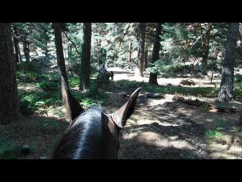 Ruta a caballo por pinar de La Barranca-Sierra de Madrid (Vol 2-10)