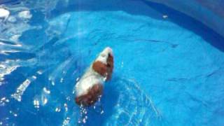 Guinea Pig swim