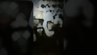 Download lagu Story Wa Psht Keren Terbaru 2023 #psht #shorts  #storywa mp3