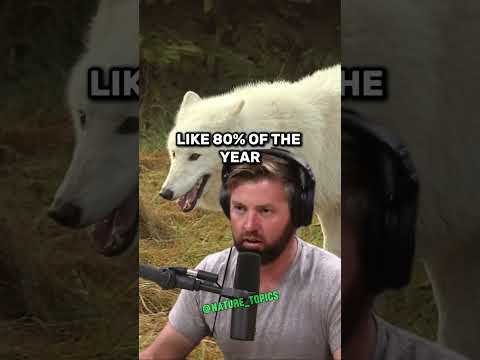 Massive White Wolves of Newfoundland: The Ultimate Predators | Forrest Galante & Joe Rogan #jre
