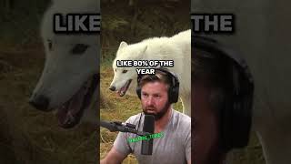 Download lagu Massive White Wolves of Newfoundland: The Ultimate Predators | Forrest Galante & Joe Rogan #jre mp3