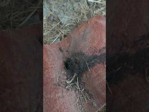 Dual string bow drill