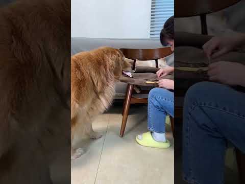 Duoduo: No need to make up for it, I'll pay for you to buy a new one