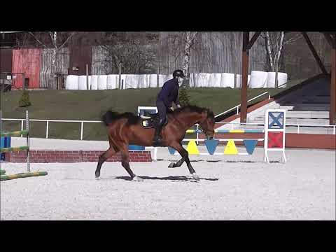 2631 Lamaze TN (Grandorado TN x Carthago), * 4. 4. 2016