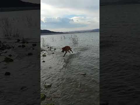 Dante at Boulder Beach, NV