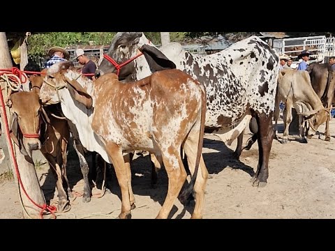 tiangue de Santiago Nonualco, La Paz, El Salvador, domingo 12 de abril 2026