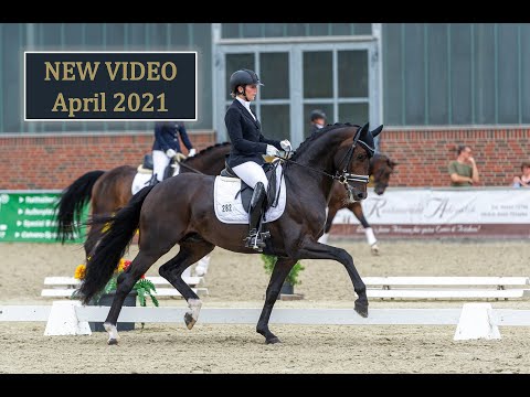 Don Romance PS NEW - Stallion Collection Schockemoehle & Helgstrand 2021 ENG