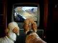Doodles Love Poodles On TV