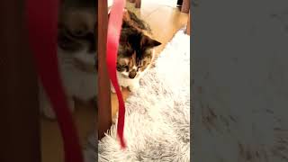 赤いリボンの動きにウズウズしちゃう猫
