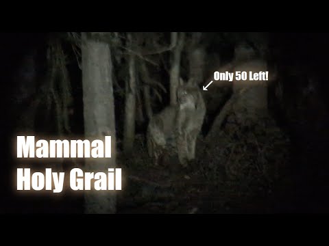 Canada Lynx in Washington state | Hiking the Pacific Crest Trail