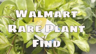 🌿 RARE PLANT FOUND at Walmart! 🌿  New Costa Farms Houseplant Drop 🌿 Walmart Garden Center Tour
