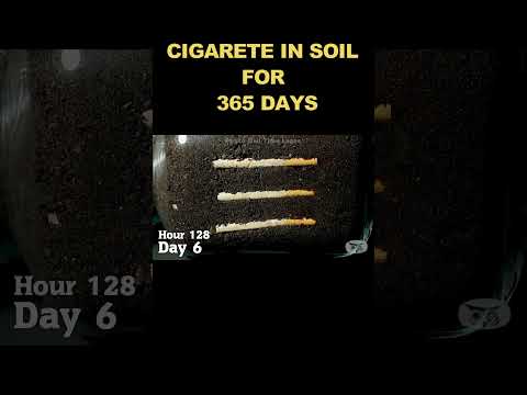 CIGARETTE  in Soil for 1 Year | TIMELAPSE