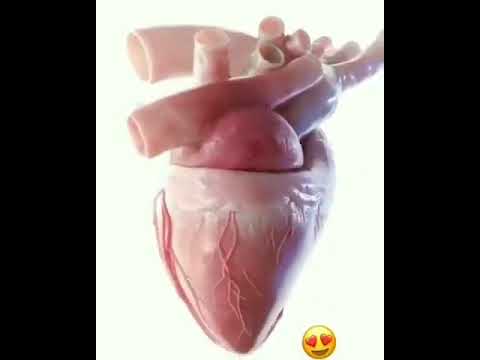 #harte #video #biology #sciencepoint #academy #channel 😇🤩😍🤗🤗😱😱💝💖✍✍🙏🏻🙏🏻🤝🤳🎉🎉