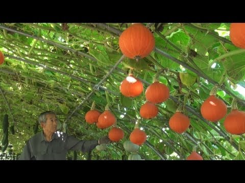 北海道かぼちゃ 植物