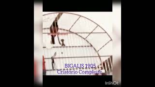 BIGALIS 1905