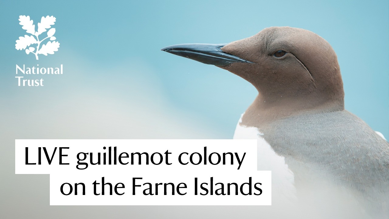 Live webcam view of Guillemot Colony on the Farne Islands