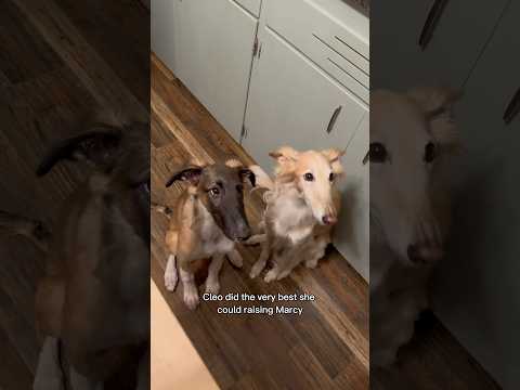 borzoi raised by silken windhound 😱 #borzoi #silkenwindhound #lol