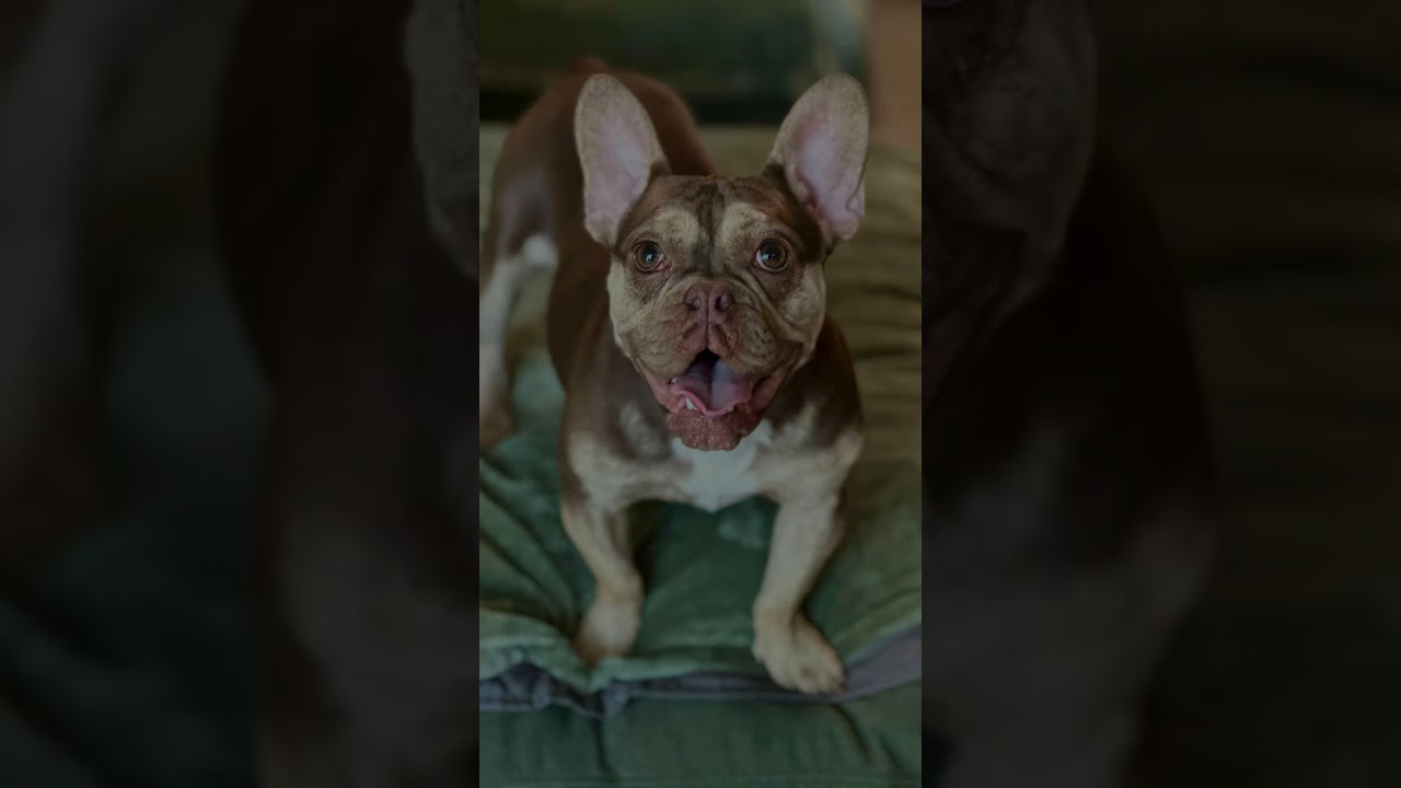 Enlarge Frankie, a Adoptable mixed breed in Citrus Heights, CA video 5/5