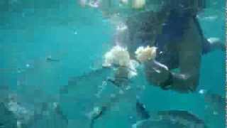 preview picture of video 'io che sfamo i pesci dei caraibi'