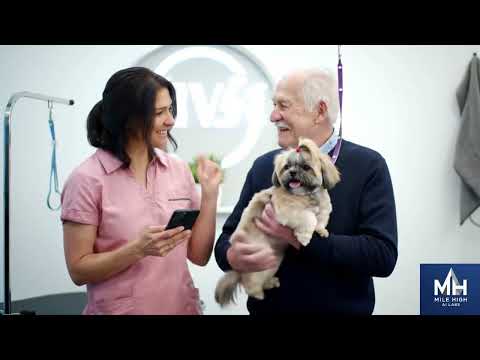 AI for Dog Grooming - Showcase