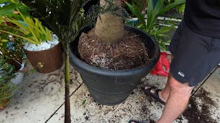 Potting A Big Christmas Palm || Adonidia Palm  Care