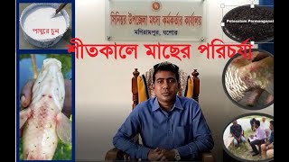 শীতকালে মাছের পরিচর্যা