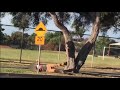 Run Meme Compilation Funny