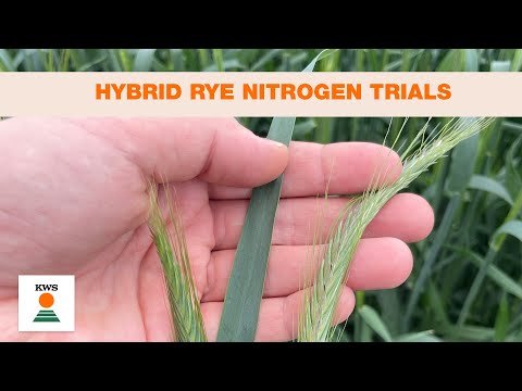 Hybrid rye nitrogen trials