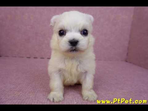 03/20馬爾濟斯公幼犬1號