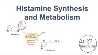 Histamine Synthesis and Metabolism
