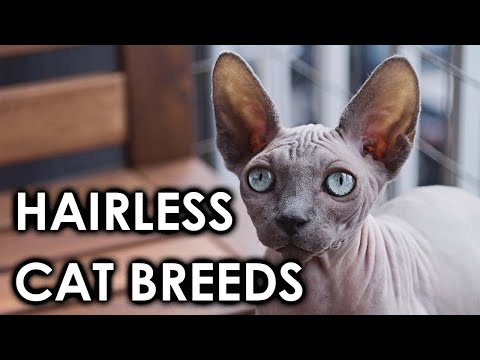 8 Hairless Cat Breeds You Need To Know/ All Cats
