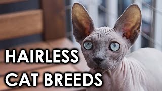 8 Hairless Cat Breeds You Need To Know/ All Cats