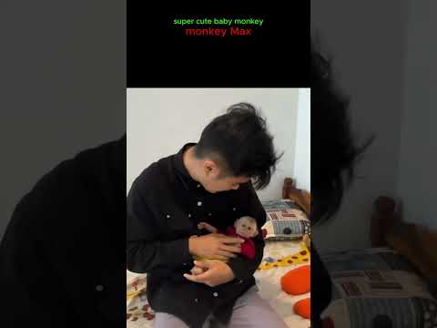 monkey Max is loved by dad#monkey #funnyanimal #Short