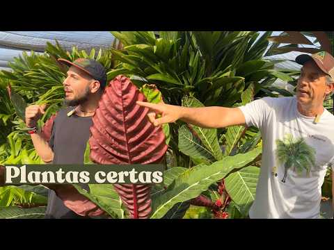 Pompeu's Nursery: Colors and Shapes for a Perfect Garden