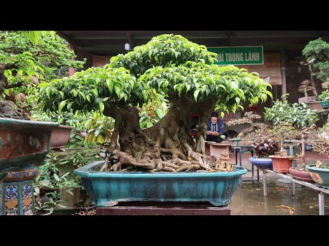 68 Triệu Cây Sanh Quê Của Em An (0964894094)