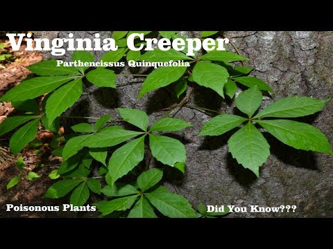download lagu mp3 mp4 Virginia Creeper, download lagu Virginia Creeper gratis, unduh video klip Virginia Creeper