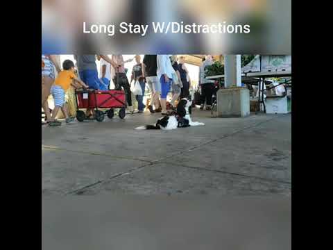 Rochester NY Dogs video.