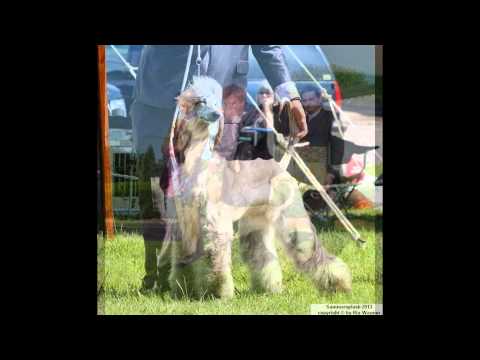 GCH Regimes Don't Be Jealous of My Boogie Jabir AKA"NINA"