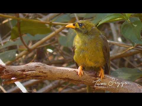 Medárik zvonivý (Manorina melanophrys) — spev a hlas v prírode