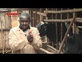 Guthata Kwa Ng Ombe