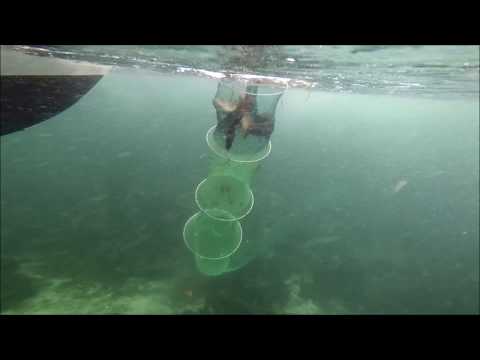 Fisker torsk med ruse utenfor Smøla