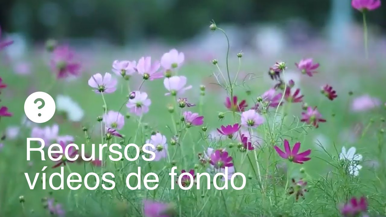 Flores