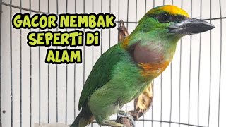 Download lagu Burung takur gacor nembak nembak mp3