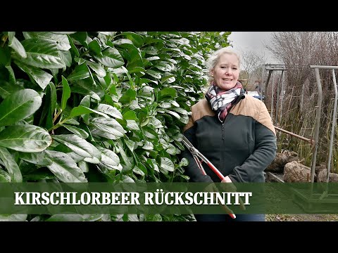 Kirschlorbeer Hecke schneiden wie ein Profi: Pflege und Schnittanleitung