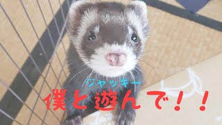 【フェレット】フェレットボール遊び