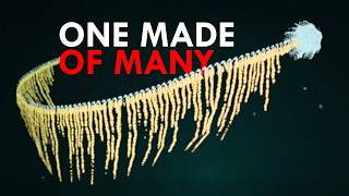 Siphonophores: The Largest Things In The Ocean