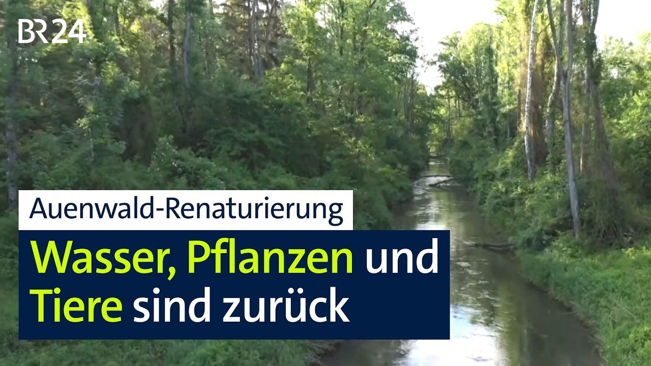 Erfolgreiche Renaturierung des Donau-Auwalds bei Neuburg | Abendschau | BR24