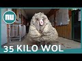 Verwilderd schaap in Australië heeft enorme vacht | NU.nl